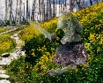 The Third Spirit 
of Yellowstone